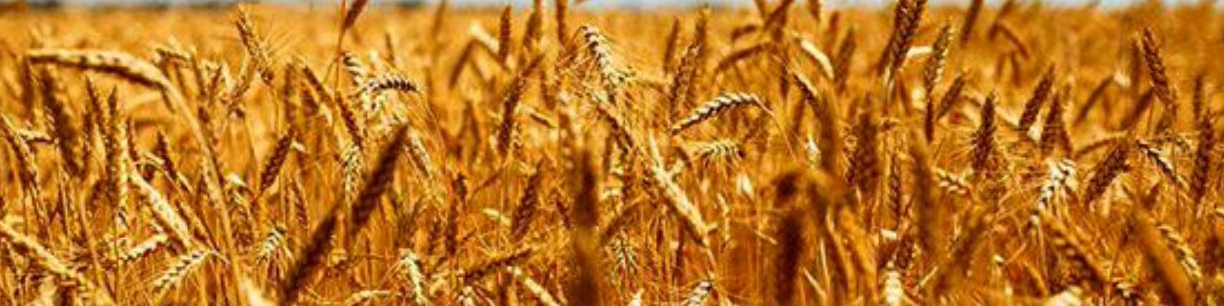 تولید گندم به ۱۴ میلیون تن می‌رسد